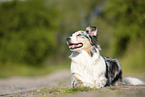 lying Australian Shepherd