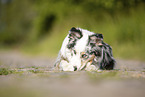 lying Australian Shepherd