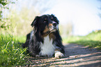 lying Australian Shepherd