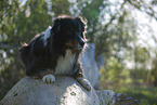 lying Australian Shepherd