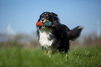 Australian Shepherd on the meadow