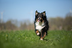 Australian Shepherd on the meadow