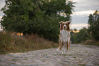 standing Australian Shepherd
