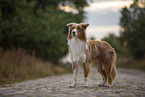 standing Australian Shepherd