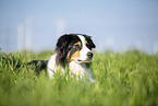 Australian Shepherd on the meadow