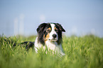 Australian Shepherd on the meadow