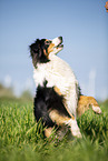 Australian Shepherd on the meadow