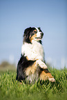 Australian Shepherd on the meadow