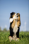 Australian Shepherd on the meadow