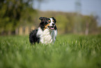 Australian Shepherd on the meadow