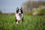 Australian Shepherd on the meadow