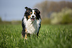 Australian Shepherd on the meadow