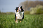Australian Shepherd on the meadow