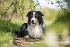 lying Australian Shepherd