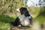 lying Australian Shepherd