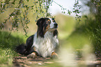 lying Australian Shepherd