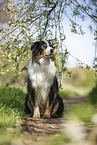 sitting Australian Shepherd