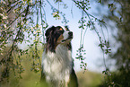 Australian Shepherd Portrait