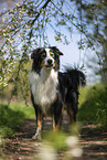 standing Australian Shepherd