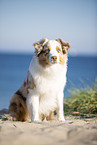 Australian Shepherd at the Baltic Sea