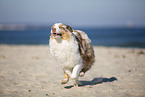 Australian Shepherd at the Baltic Sea