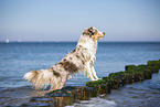 Australian Shepherd at the Baltic Sea