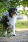 Australian Shepherd by Lilac