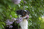 Australian Shepherd by Lilac