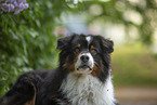 Australian Shepherd by Lilac