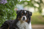 Australian Shepherd by Lilac