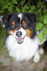 Australian Shepherd by Lilac