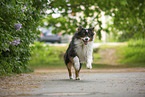 Australian Shepherd by Lilac