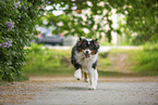 Australian Shepherd by Lilac