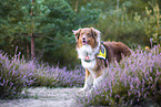 Australian Shepherd in the heather