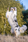 standing Australian Shepherd