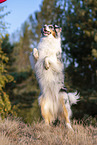 standing Australian Shepherd