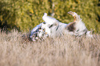 Australian Shepherd wallowing in the grass