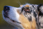 Australian Shepherd face