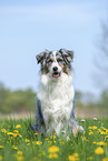 sitting Australian Shepherd