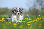 lying Australian Shepherd