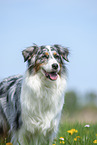 Australian Shepherd