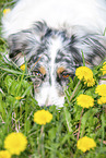 lying Australian Shepherd