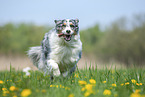 running Australian Shepherd