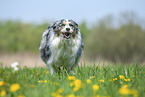 running Australian Shepherd
