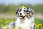 Australian Shepherd Portrait