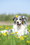 lying Australian Shepherd