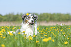 lying Australian Shepherd