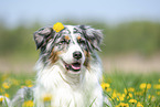 Australian Shepherd Portrait