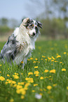Australian Shepherd gives paw