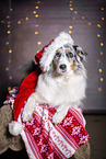 Australian Shepherd with santa hat